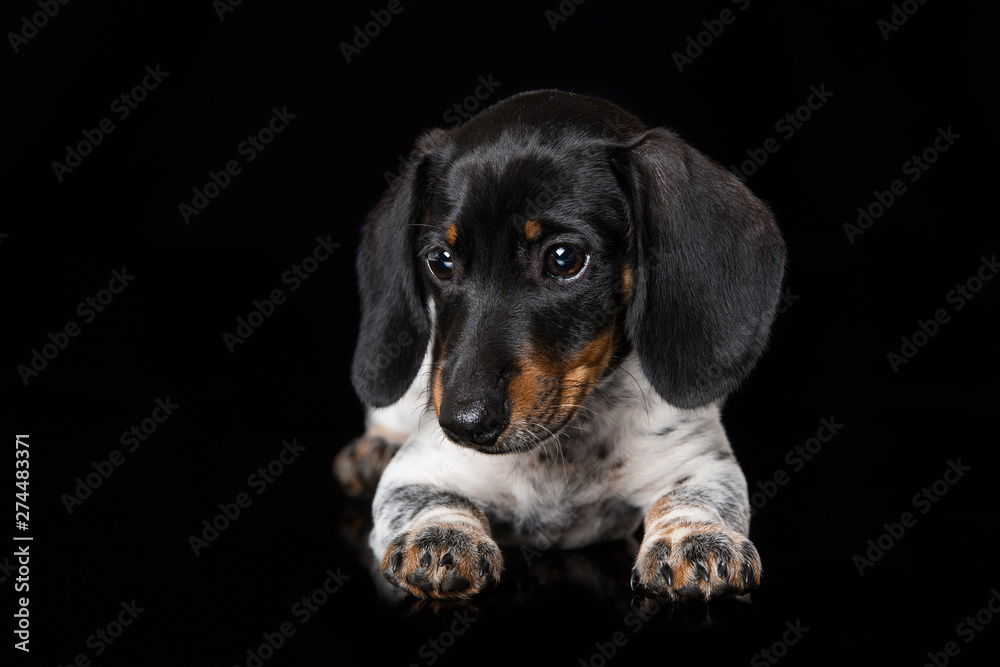 Cute miniature piebald dachshund on black background Cute miniature piebald dachshund on black background