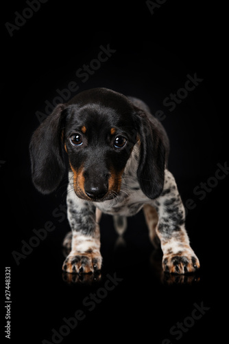 Cute miniature piebald dachshund standing on black background