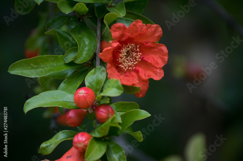 Fotografía Flor de granado
