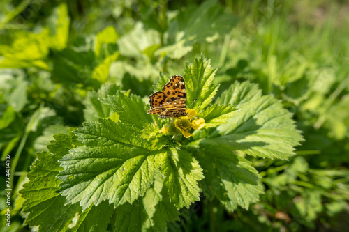 Butterfly Nymphalis urticae on yellow flower