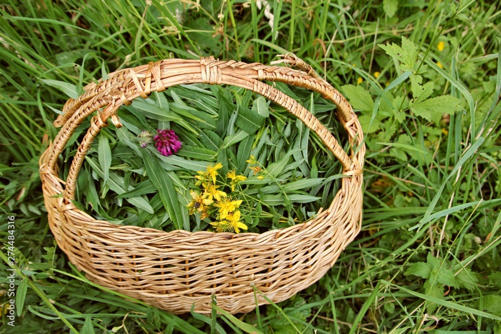 Ivan tea in basket. The herbs in the summer