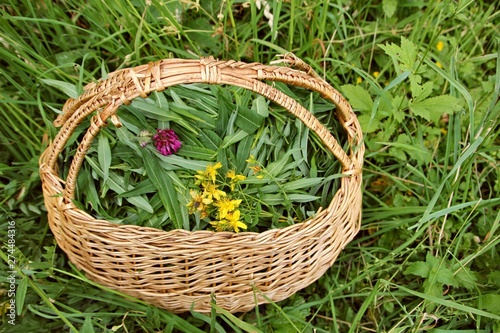 Ivan tea in basket. The herbs in the summer