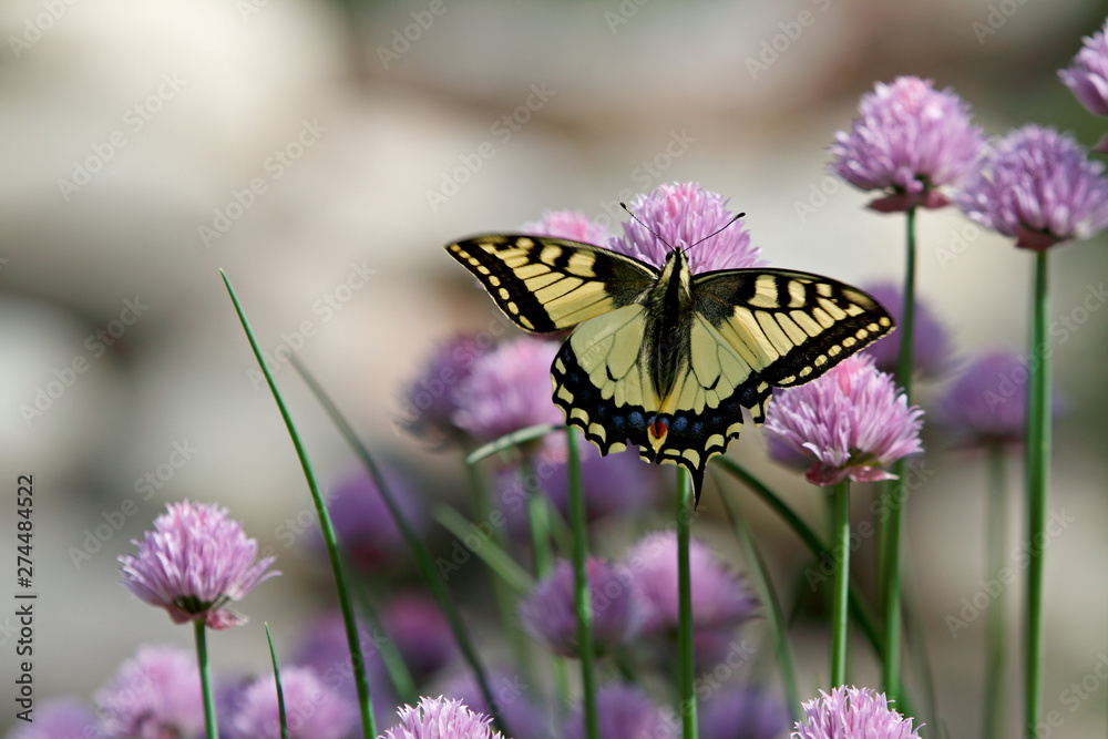The old world swallowtail (Papilio machaon) moving wings up and down while feeding in chives. The old world swallowtail (Papilio machaon) moving wings up and down while feeding in chives.