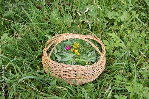 Ivan tea in basket. The herbs in the summer