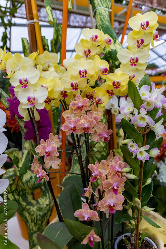 Pottedorchids in the flower market. Variety of flowers in the spring greenhouse Pottedorchids in the flower market. Variety of flowers in the spring greenhouse