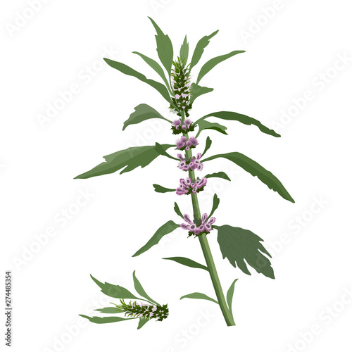 Vector botanical illustration.