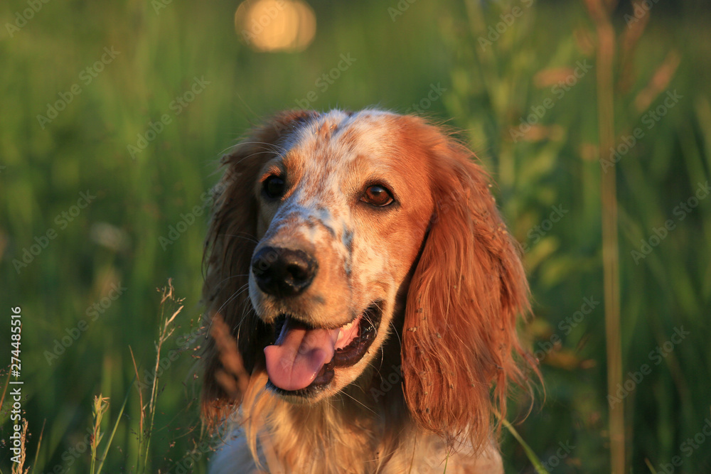 Hunting dog. English setter. Portrait of a hunting dog in nature among the green grass