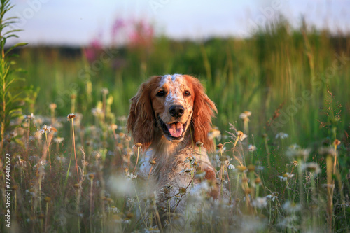Hunting dog. English setter. Portrait of a hunting dog in nature among the green grass and wild flowers of daisies photo