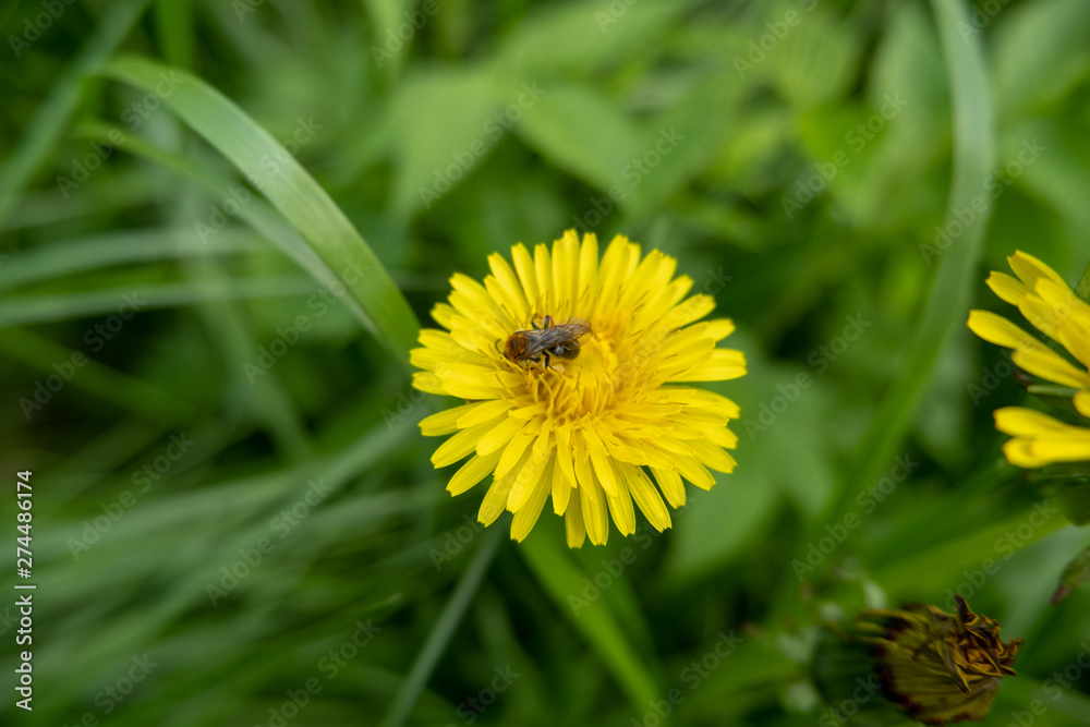 Bee collecting pollen on a dandelion flower Bee collecting pollen on a dandelion flower