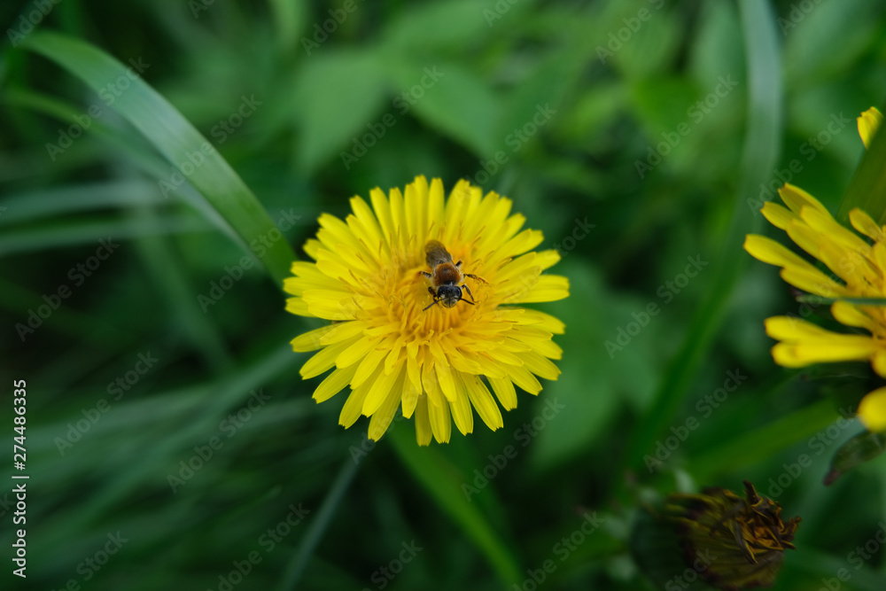 Bee collecting pollen on a dandelion flower Bee collecting pollen on a dandelion flower
