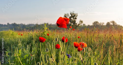Landscape with wild poppies at early morning closeup