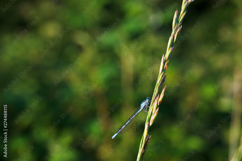 Blaue Libelle mit grünem Hintergrund Blaue Libelle mit grünem Hintergrund