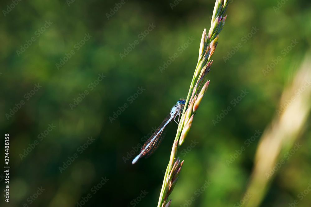 Blaue Libelle mit grünem Hintergrund Blaue Libelle mit grünem Hintergrund