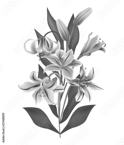 Fototapeta Naklejka Na Ścianę i Meble -  Flower Lily isolated on white background. Vector illustration. EPS 10