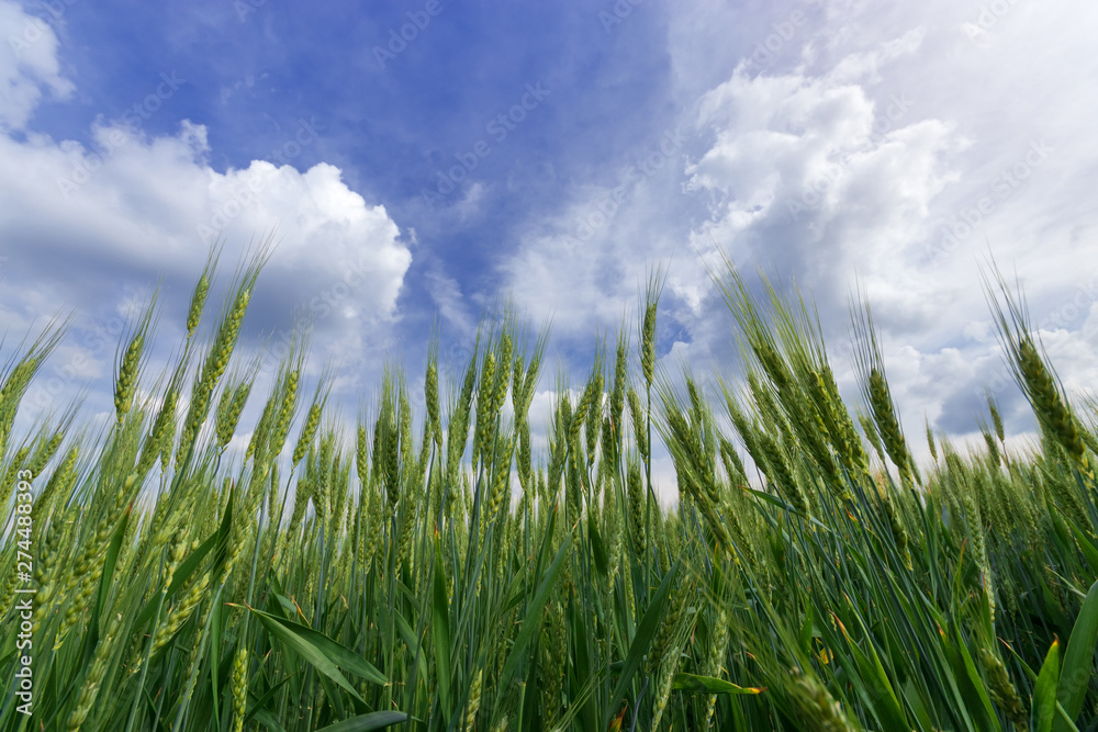 the edge of a field of wheat / wheat close-up the edge of a field of wheat / wheat close-up
