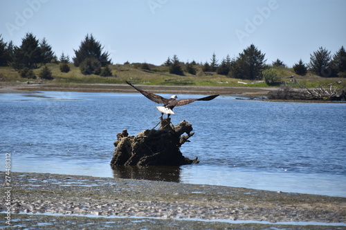 Bald Eagle taking off from dead tree at low tide