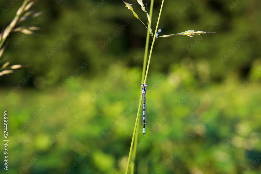 Blaue Libelle mit grünem Hintergrund Blaue Libelle mit grünem Hintergrund