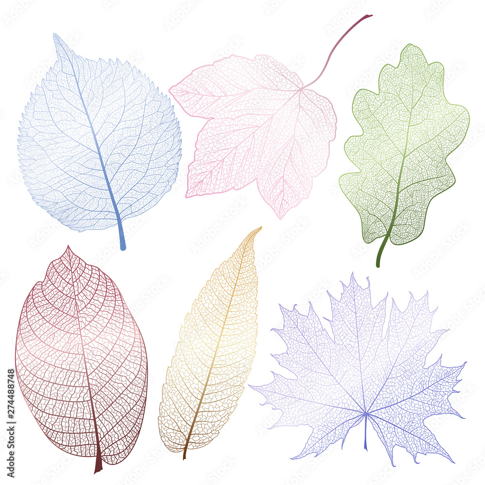 Set  leaves.  Vector illustration. EPS 10.