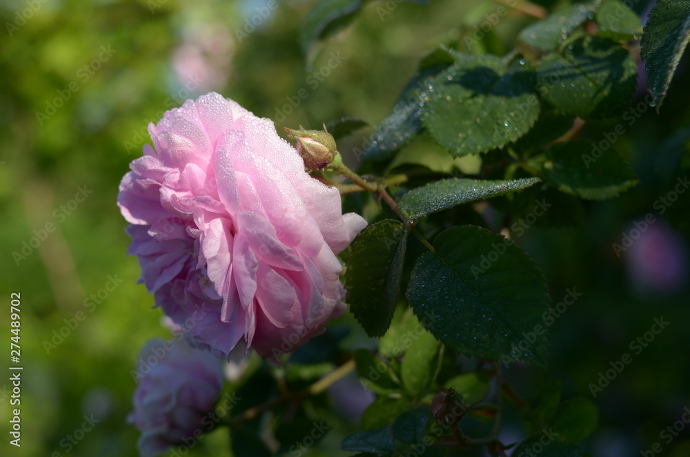Pink Rose flower with raindrops on background pink roses flowers. Nature. Pink Rose flower with raindrops on background pink roses flowers. Nature.