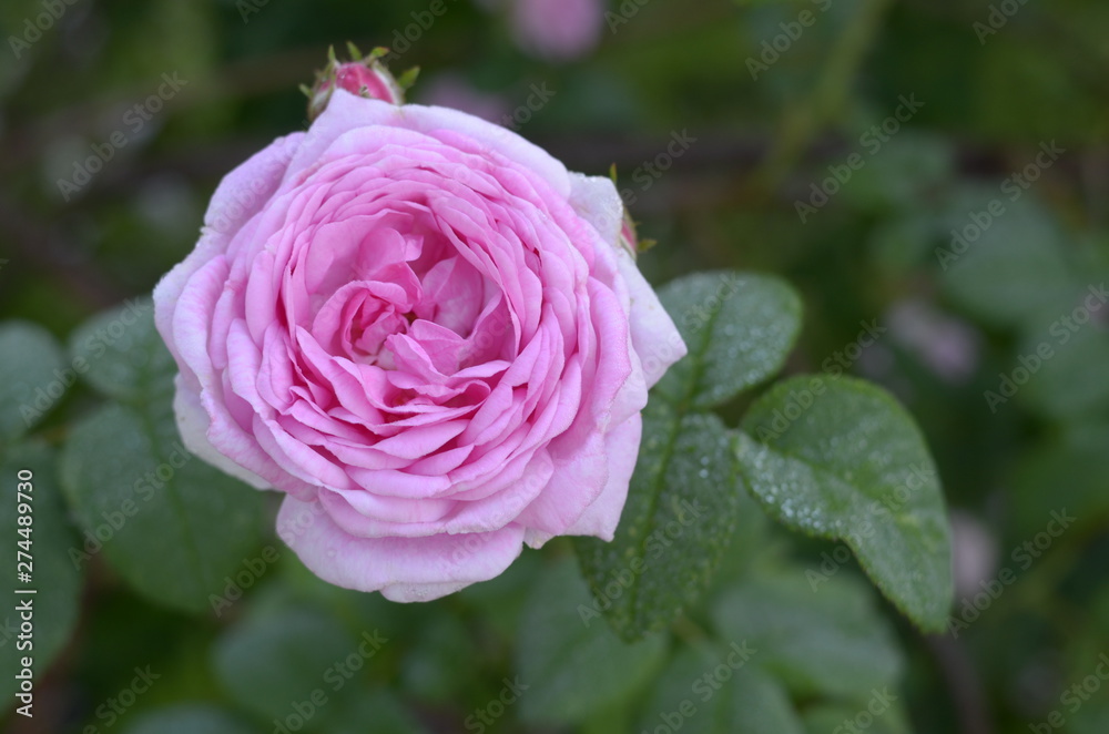 Pink Rose flower with raindrops on background pink roses flowers. Nature. Pink Rose flower with raindrops on background pink roses flowers. Nature.