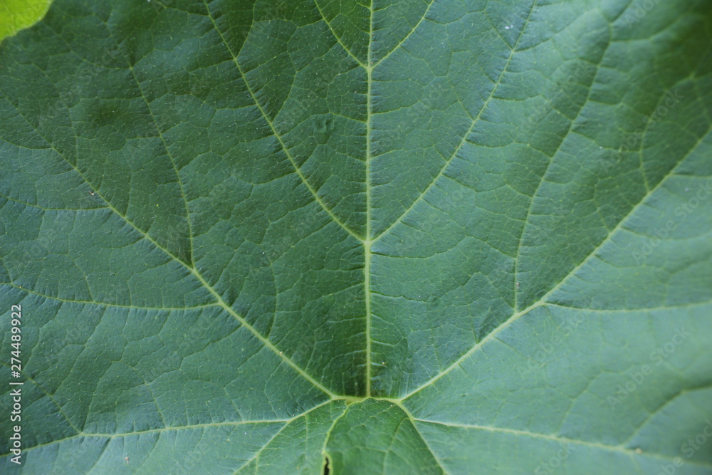 Fototapeta premium Green muscat pumpkin leaves, textured. Macro photography. 
