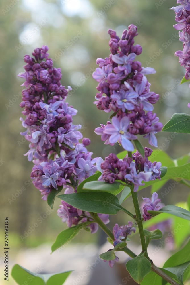 Obraz premium Lilacs
