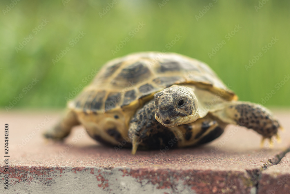 The Central Asian tortoise, also known as the brown Asian tortoise, walks along a red stone pavement and looks around with interest. blurred green plants in the background The Central Asian tortoise, also known as the brown Asian tortoise, walks along a red stone pavement and looks around with interest. blurred green plants in the background