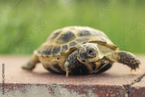 The Central Asian tortoise, also known as the brown Asian tortoise, walks along a red stone pavement and looks around with interest. blurred green plants in the background