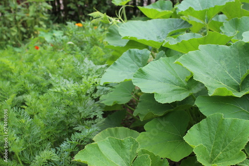  Gardening using permaculture principles, synergy between plants, nasturtium, pumpkins, dill. My organic garden 