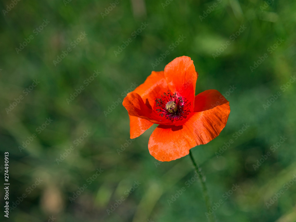 Papaver. Single red poppy flower ( Papaver ) close-up