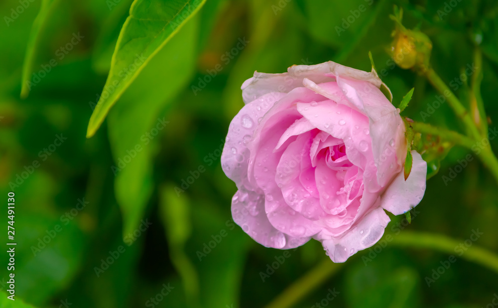 pink rose after the rain