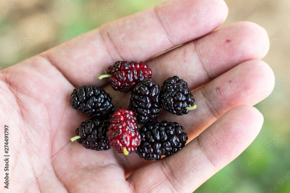 Mulberry in the hands of women. Black mulberry on the palm. Red mulberry on the palm. Red mulberry in hand. Mulberry on the palm Mulberry in the hands of women. Black mulberry on the palm. Red mulberry on the palm. Red mulberry in hand. Mulberry on the palm