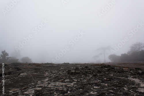 Misty morning in Phukradueng National Park.