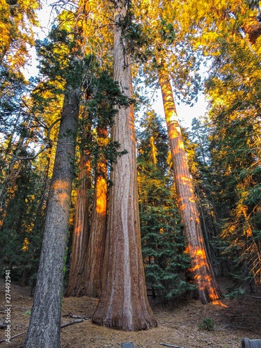 Muir woods national monument. San Francisco.