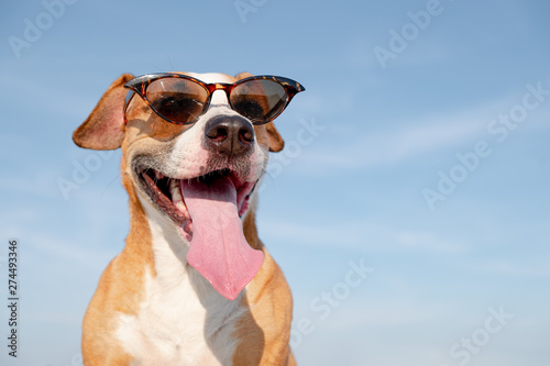 Funny dog in sunglasses outdoors in the summer. Cute staffordshire terrier posing and smiling, summer vacation and holidays concept © Photoboyko
