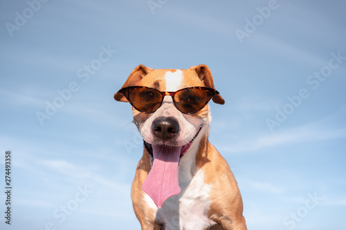 Fototapeta Naklejka Na Ścianę i Meble -  Funny dog in sunglasses portrait. Cute staffordshire terrier posing in retro eyeglasses and smiling, summer vacation and holidays concept