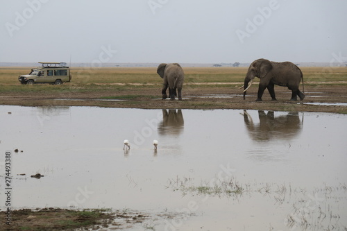 Photography African elephants walking in the water in the Masai Mara, Kenya