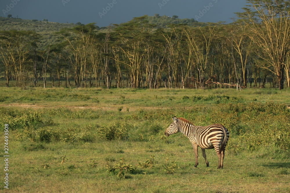 Fototapeta premium zebra in masai mara national park kenya africa