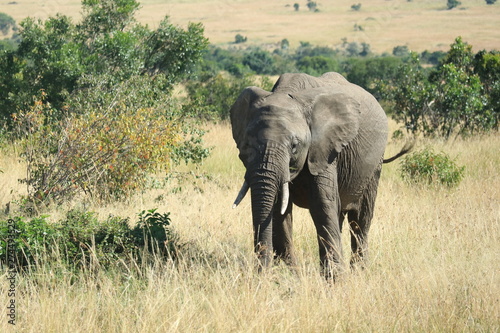 Elephant in africa © bobuki