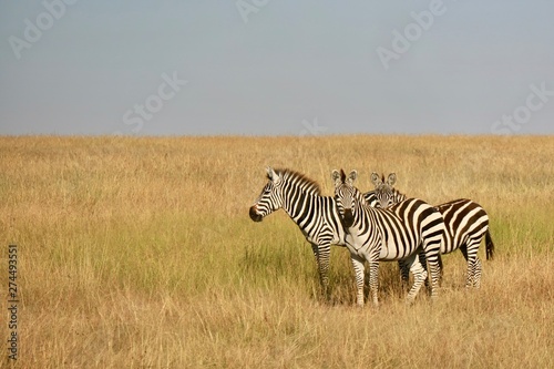 zebra in masai mara national park kenya africa
