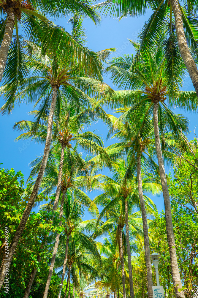 Fototapeta premium Green Palm Walkway 