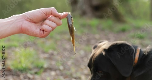 Black lab fishing companion licks little brim fish
