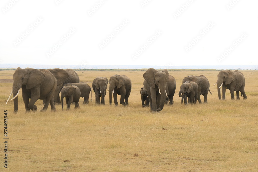 Fototapeta premium herd of elephants