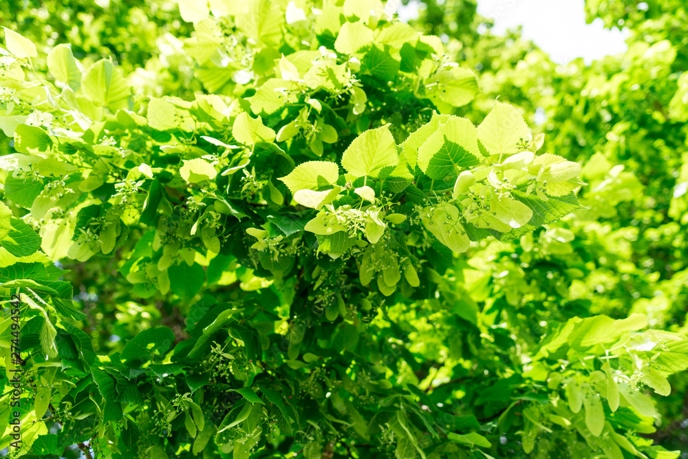 linden. the fruit of the tree. background.