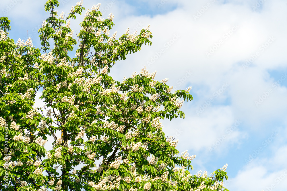 Flowering chestnut tree. Flowering chestnut against the blue sky.