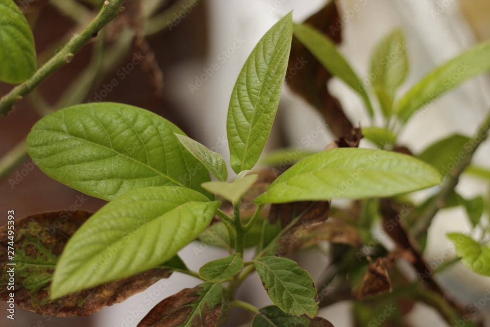 Avocado leaves - planta de aguacate Avocado leaves - planta de aguacate