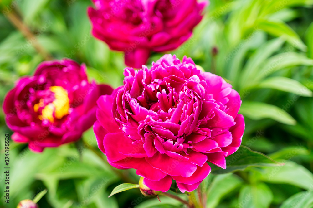 Obraz premium peony flowers are photographed close-up. Flowers near home.