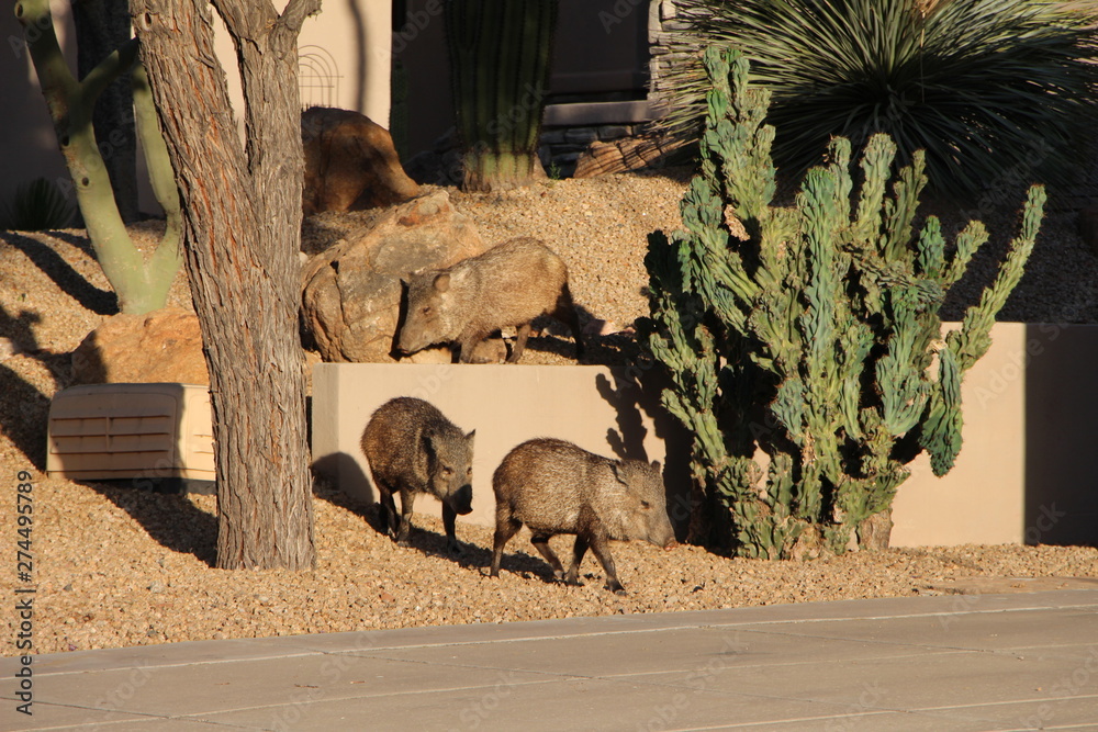 Fototapeta premium 3 Javelinas in Scottsdale Arizona