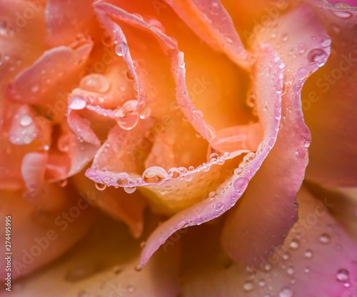 Raindrops on Rose Petals Close Up