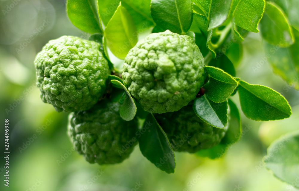 Kaffir lime fruit grown on tree. Kaffir lime fruit grown on tree.
